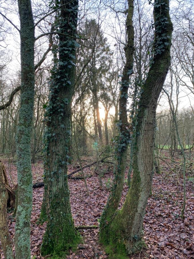 Holiday home 't Holten Huus - Puur Genieten In Het Bos. Norg